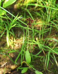 Image result for Pycreus