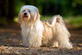 However, with proper professional dog groomer, it is still possible to keep a. Top 10 Long Haired Dog Breeds In The World 2019 Dogmal Com