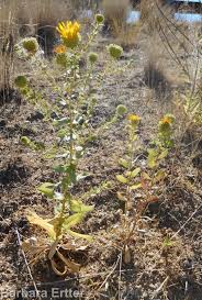 Image result for Xerophyta squarrosa