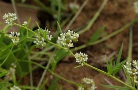 Image result for Limeum sulcatum