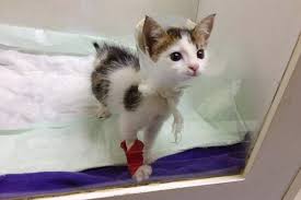 Would you like to write for us? Woman Saves Orphaned Calico From Dumpster And Is Surprised To Find Out What A Rare Gem He Is Love Meow