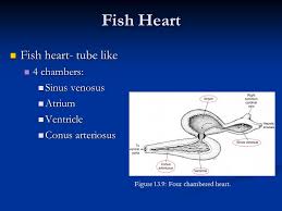 A fish's heart has four chambers. Comparative Anatomy Circulatory System Ppt Video Online Download
