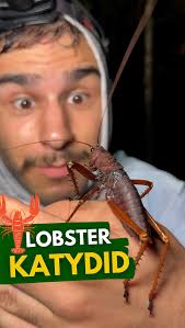 WOAH! That’s a BIG BUG! 🤯, The Lobster Katydid (Panoploscelis specularis)  is one of the largest and heaviest bugs in the Amazon! 🌳, It is a  nocturnal scavenger, helping to clean up in the rainforest ...