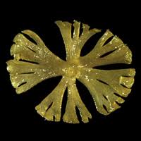 Image result for Hydrostachys insignis