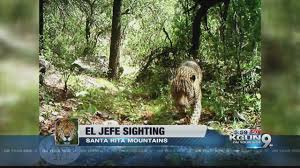 They merge again southeastwards into the patagonia mountains, trending northwest by southeast. Video Shows Jaguar Roaming The Santa Rita Mountains Youtube