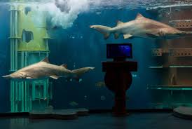 Nausicaá est le plus grand aquarium. Top 10 Des Aquariums A Visiter En Famille En France Citizenkid