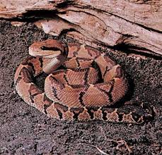 Bushmaster Snake Snake Snake Venom Largest Snake