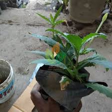 Gambar bunga kitolod jual bunga kitolod tanaman herbal kota tangerang selatan jual bibit tanaman bunga kitolod kab kediri griyo sekar Jual Bibit Bunga Kitolod Putih Agro Bibit Id
