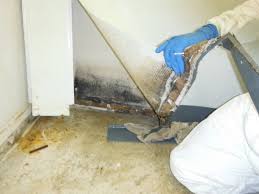 Mold Hidden Behind Vinyl Wall Covering Mold Remediation Vinyl Wall Covering Wall Molding