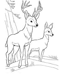 10 free 4th of july coloring pages for kids. Deer Fawn Picture Coloring Page Coloring Sun