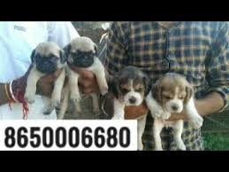 German shepherd dogs are the perfect dog to own. Pet Care Small Dog For Sale Pug And Beagle Puppies For Sale In Punjab Ambala Dehradun Mumbai Delhi Petsspecialty Com