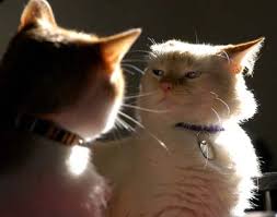 We did not find results for: Health Benefits Of Spaying Or Neutering Your Cat Hill S Pet