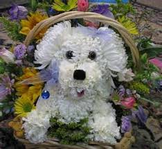 Animal Flower Arrangements Yahoo Image Search Results Animal Flower Arrangements Dog Flower Puppy Flowers