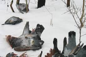 Jagdsaison Diese Tiere Werden Am Meisten Von Jagern Getotet