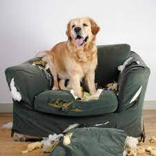 Maybe you would like to learn more about one of these? How To Stop Your Dog From Chewing Furniture Handyman Tips