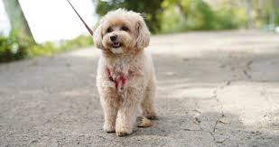 Maltipoo Breeders Maltipoo Puppies For Sale