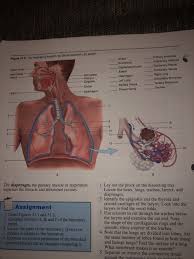 Drains and clears the paranasal sinuses and lacrimal ducts. Solved Figure 31 2 The Respiratory System In Gross Anato Chegg Com