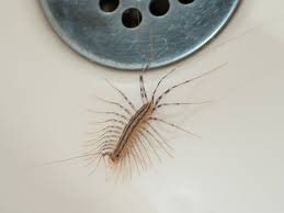 We did not find results for: How To Get Rid Of Centipedes This Old House