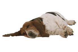 Can You Stop A Dog From Howling In His Sleep