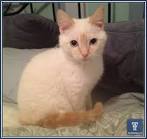 (Red)Flame Point Siamese Cats - Siamese of Day