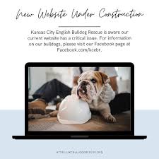 Kansas city campus for animal care. Kansas City English Bulldog Rescue Kcebr