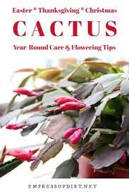 How To Care For Christmas Cactus Year Round Eod Holiday Cactus Christmas Cactus Cactus Care