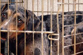 Dog And Puppy Crate Training Best Friends Animal Society