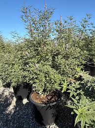Image result for Vitex strickeri