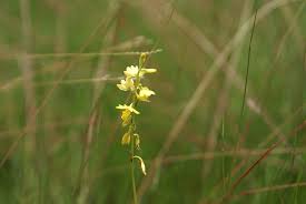 Image result for Orthochilus