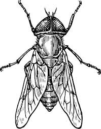 Black And White Insect With Wings Gadfly Insect Clip Art Vector Art Clip Fly Gadfly Insect Vector Art Clip Fly G In 2020 Insect Art Insects Fly Drawing