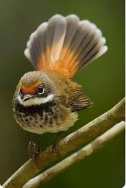 Pin Von Kaan Han Auf Mas Pajaros 2 Vogel Als Haustiere Niedliche Vogel Wildvogel