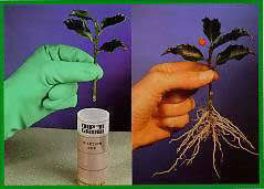 We did not find results for: Dip N Grow Rooting Hormone