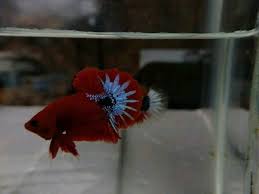 Red Hellboy Line Star Tail Fish Pet Fish Betta