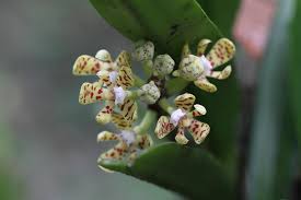 Image result for Acampe