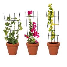 30 Inch Plant Trellis for Climbing Plants