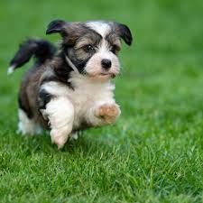 You can also harness the power of google maps to find nearby havanese breeders. 5 Fun Facts About The Havanese Greenfield Puppies