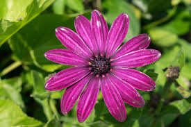 Mnoge vrste podnose morske vjetrove pa su pogodne za sadnju u priobalju. Africka Ivancica Osteospermum