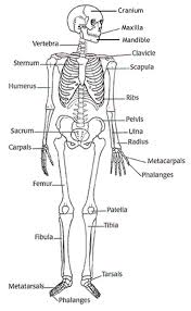 Lesson pdfs generate student link. Skeletal System Human Skeleton Labeled Anatomy Body Worksheets Free Printable Diagram For Kids Booklets Ideas Jaimie Bleck