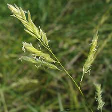 Image result for Leersia