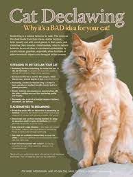 Cat Declawing Why It S A Bad Idea For Your Cat I Would Never In A Million Years Do This To My Cat Catbehaviorbiting Cat Care Declawing Cats Cats