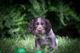 Image result for německý křepelák postava