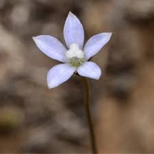 Image result for Wahlenbergia persimilis