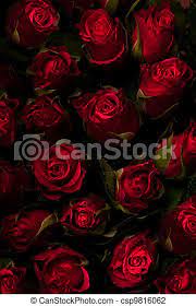Red rose on black background. Red Roses On A Black Background Low Key Canstock