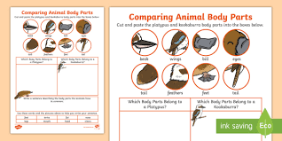 Our content is free and easy to download and use. Comparing Animal Body Parts Worksheet 1st 2nd Grade Twinkl