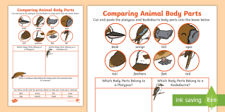 Match words and pictures worksheet on practising/reinforcing vocabulary on parts of the body.key included. Comparing Animal Body Parts Worksheet 1st 2nd Grade Twinkl