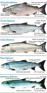 Which Wild Salmon Is Your Favorite Have You Tried Them All American Surf And Turf