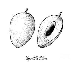 Signup for free weekly drawing tutorials please enter your email address receive free weekly tutorial in your email. Chiku Wall Art Fine Art America