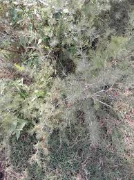 Image result for Asparagus laricinus