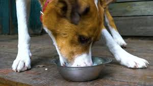 Haven't you always wondered what really goes down when your precious dog gets a refreshing drink of water? Slow Motion Dog Drinking Water Stock Footage Video 100 Royalty Free 13637135 Shutterstock