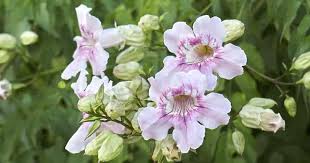 The hummingbird vine is a very beautiful, fast growing, deciduous woody vine that hummingbirds just love. Lavender Trumpet Vine Learn Clytostoma Callistegioides Growing Care